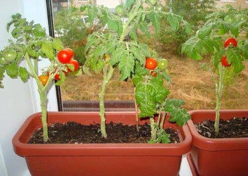 Выращивание помидоров зимой на подоконнике в домашних условиях из семян и пасынков