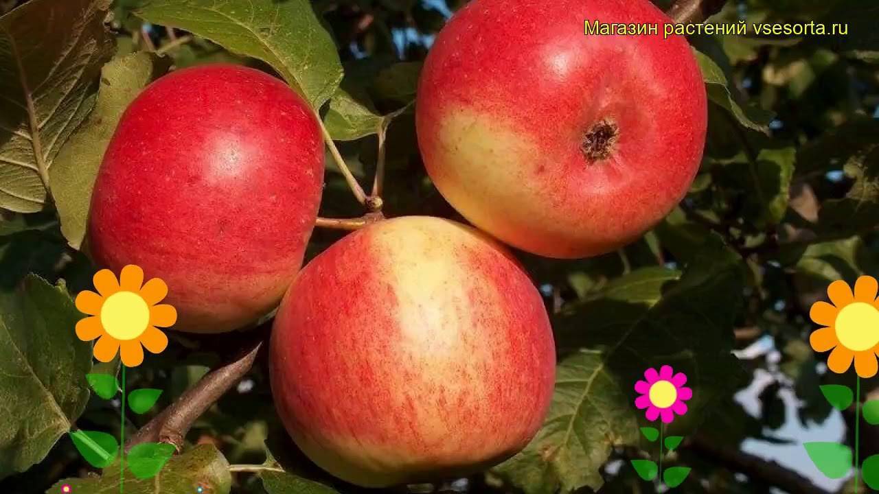 Зимостойкая и высокоурожайная яблоня уралец