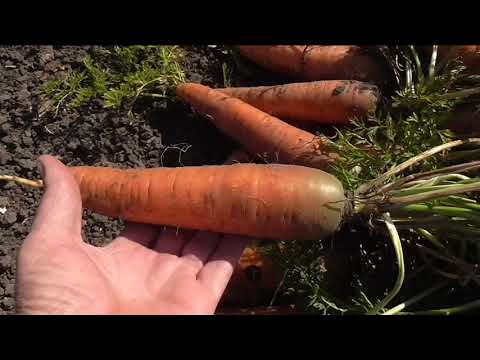 Морковь алтайская лакомка: описание сорта, отзывы, фото, посадка и уход