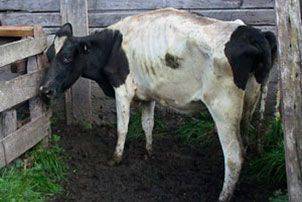 Вирусная диарея крупного рогатого скота: симптомы, лечение, профилактика