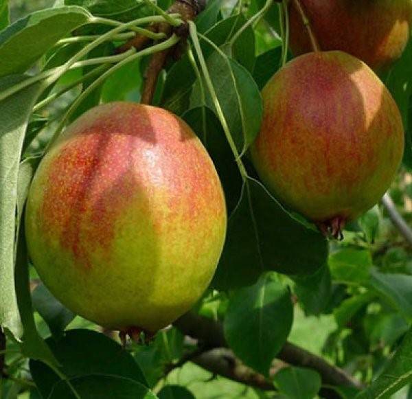 Высокоурожайная груша лель: описание сорта и фото плодов, выращивание и уход