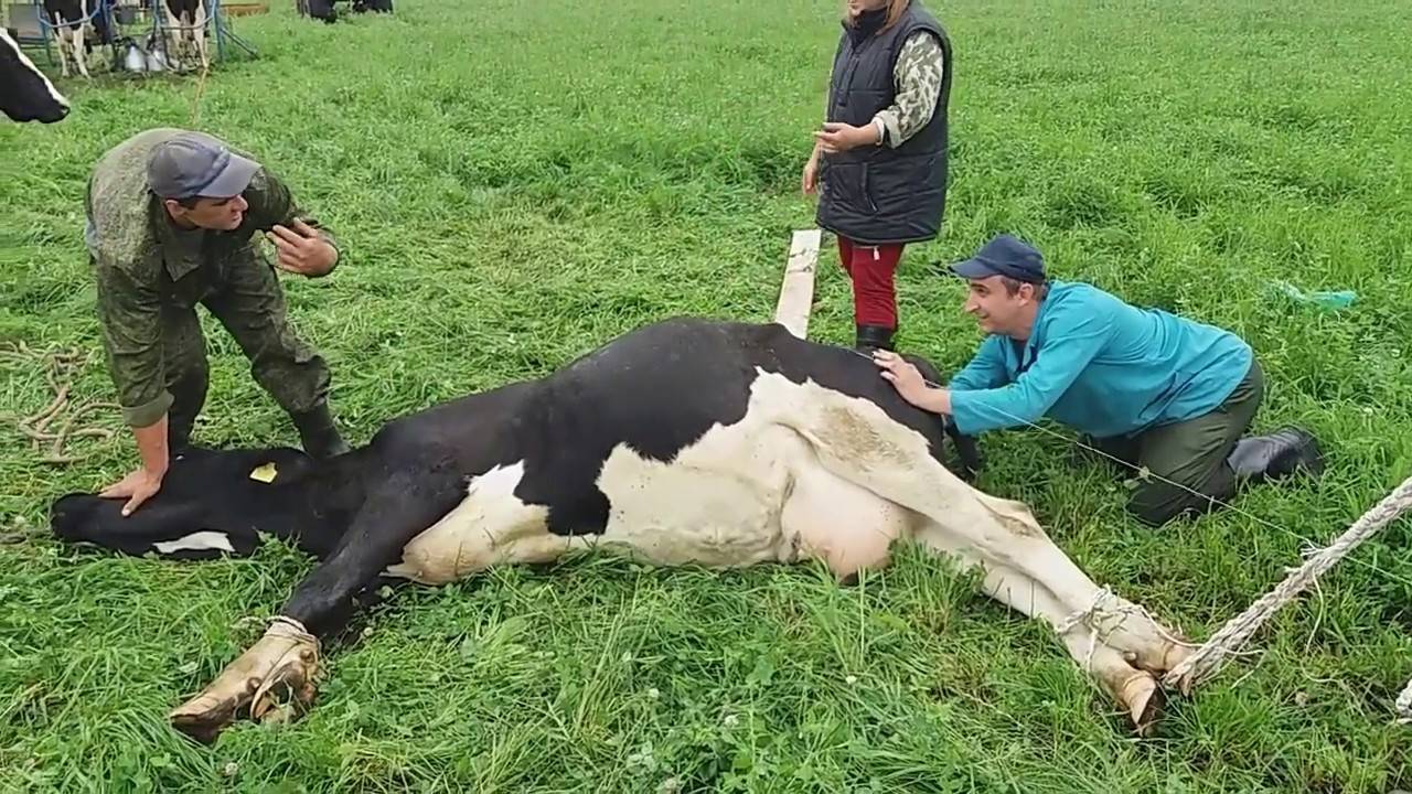 Выпадение матки у коровы: до и после отела, лечение