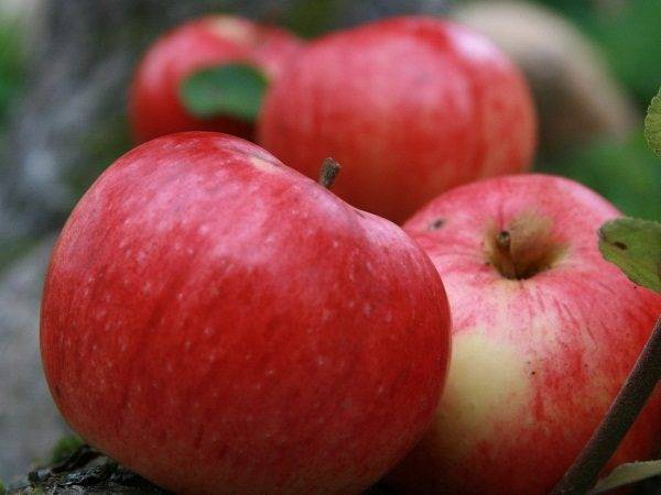 Всё про яблони известного и популярного сорта россошанский