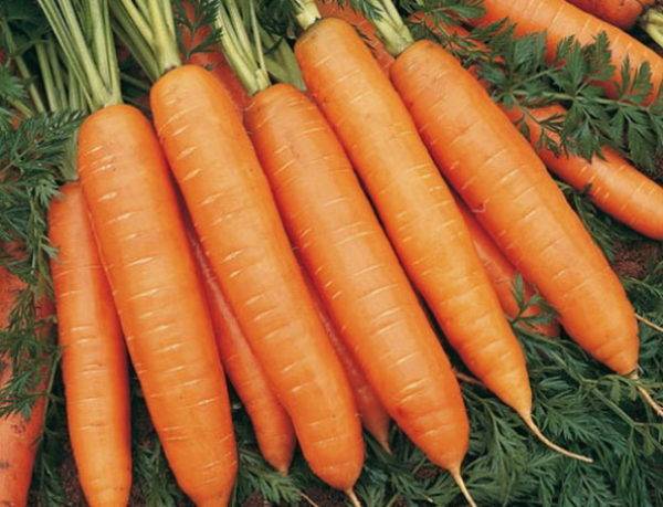 Посадка моркови под зиму: как и когда сажать осенью?