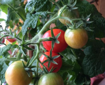 Описание морозостойкого томата таймыр, выращивание сорта и уход