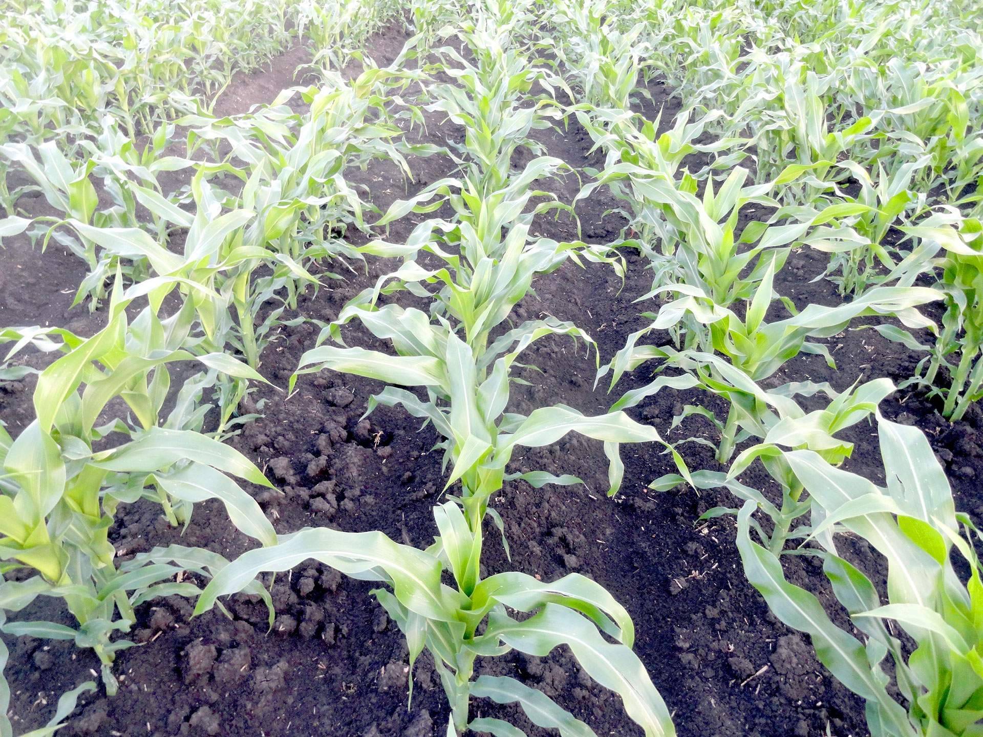 Как правильно выбрать гербицид для кукурузы и произвести обработку: обзор лучших средств