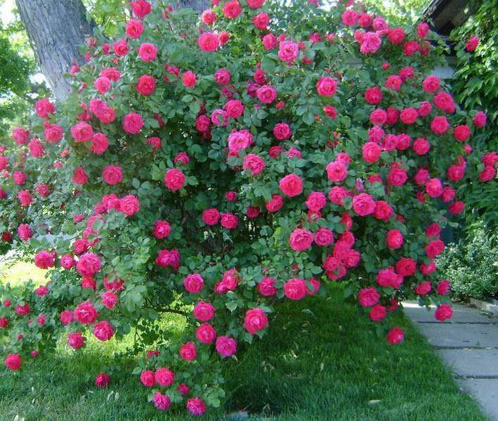 Неприхотливые и прекрасные — розы канадские
