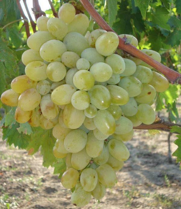 Сорт винограда «подарок несветая» описание и фото