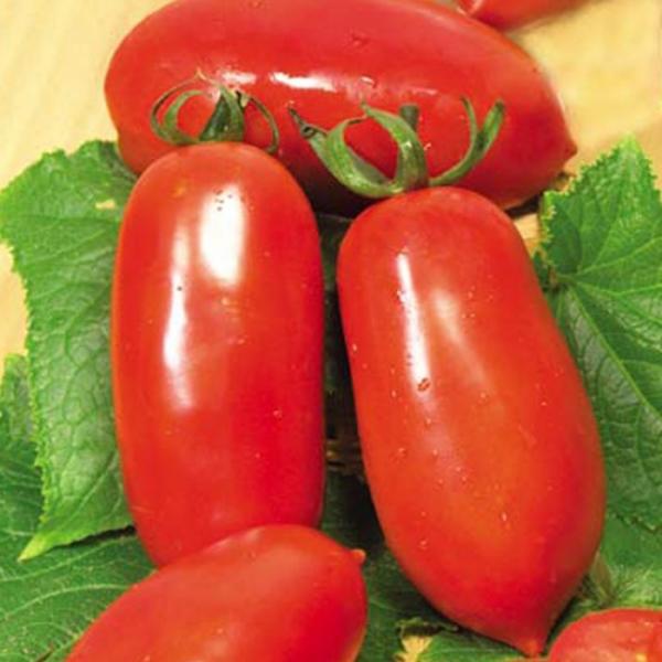 Характеристика и описание томата сорта каспар — отличный вариан для зимних заготовок