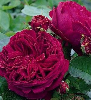 Английские розы остина: описание и уход в саду