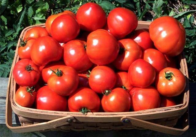 Лучшие сорта помидоров для Ростовской области