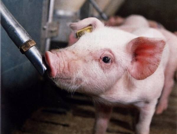 Поилки для свиней: виды, требования, изготовление своими руками