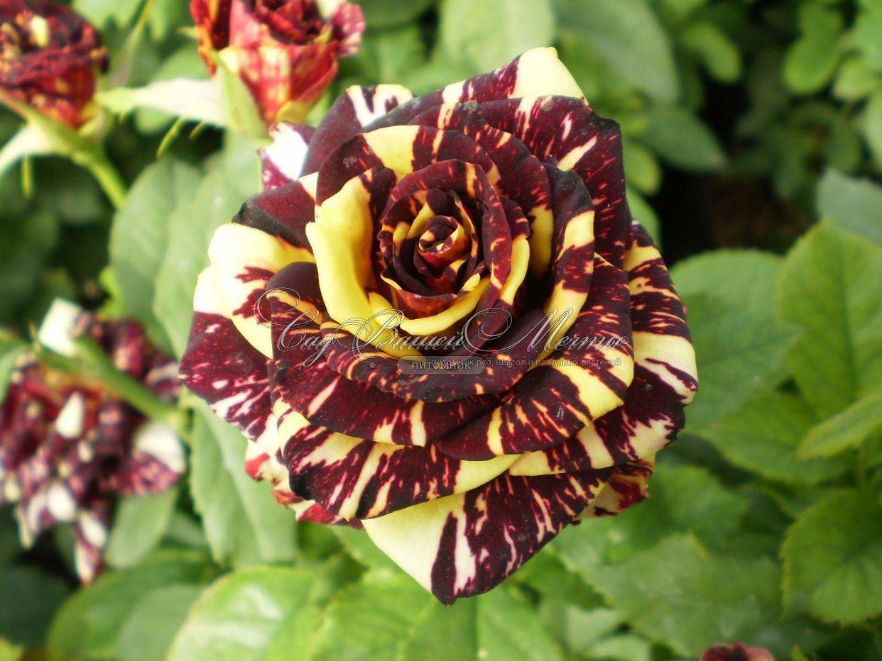 Удивительная роза абракадабра: описание и фото сорта, использование в ландшафтном дизайне, уход и другие нюансы