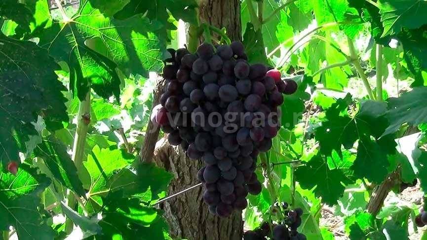 Виноград заря несветая: описание, фото, видео и отзывы