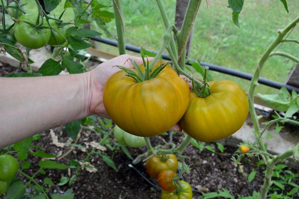 Томат «малахитовая шкатулка»: описание сорта, фото и основные особенности помидора