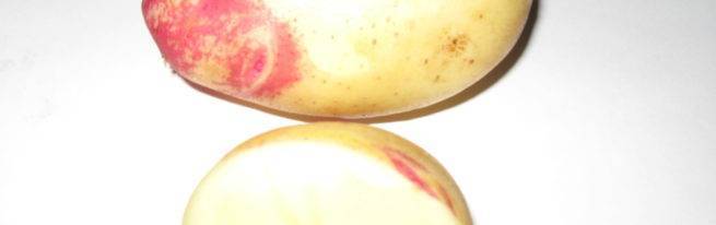 Картофель ривьера: описание и характеристика сорта, выращивание и уход