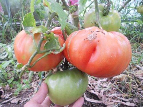 Описание томата вова путин, характеристика плода и особенности выращивания