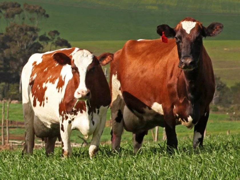 Молочные породы коров и быков. продуктивность молочного крс