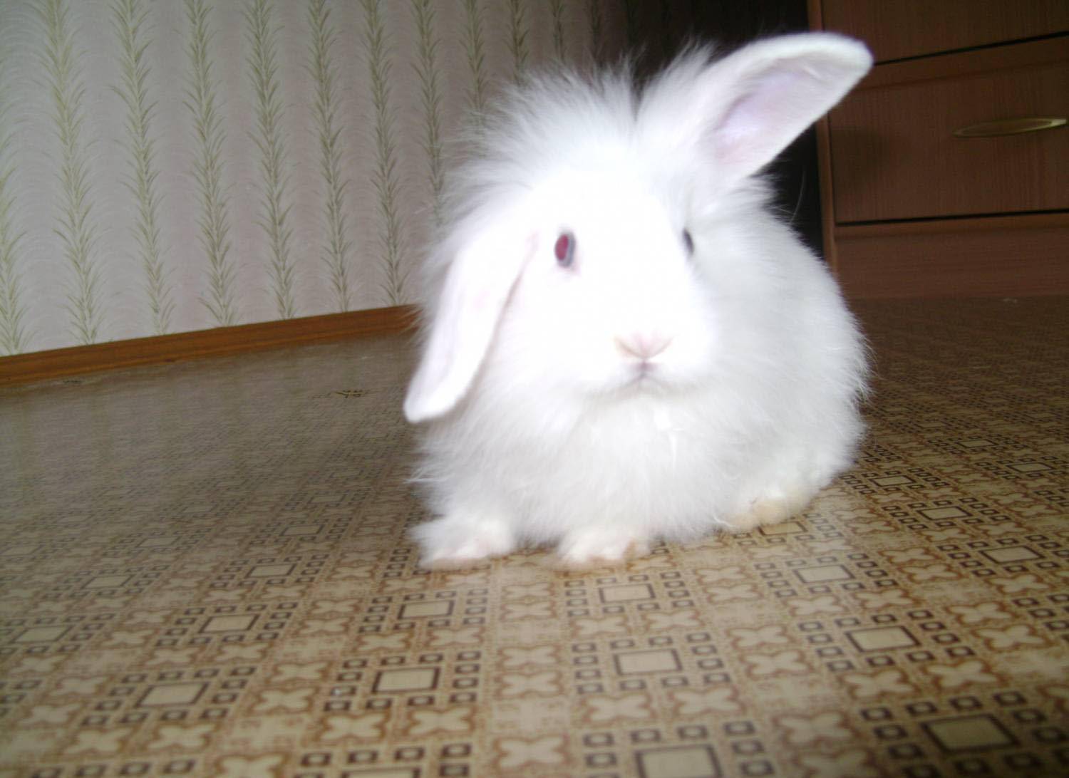 Декоративные кролики (62 фото): уход и содержание в домашних условиях. как ухаживать за маленькими крольчатами? отзывы владельцев