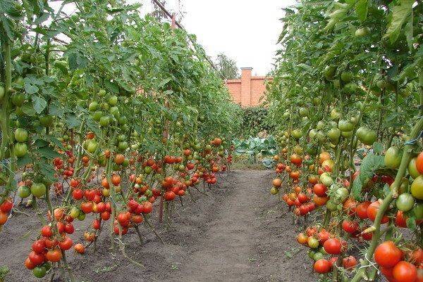 Лучшие сорта высокорослых помидоров для открытого грунта