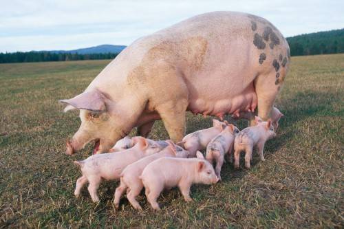 Выращивание свиней в домашних условиях как бизнес