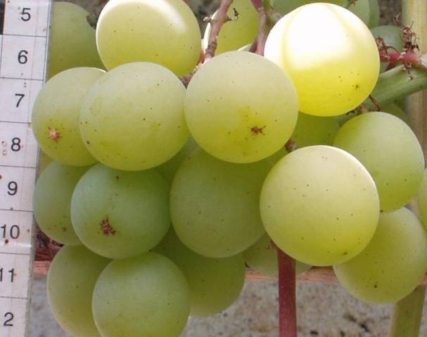 Ранний столовый сорт винограда – фрумоаса албэ