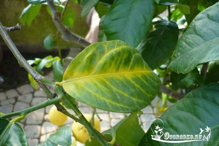 Почему лимон сбрасывает листья и что делать: основные болезни и вредители, способы борьбы с ними