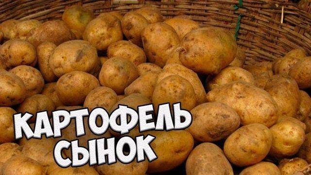 Картофель сынок: характеристика и особенности выращивания сорта
