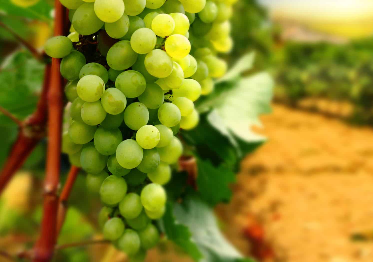 Виноград долгожданный — описание, фото, отличительные характеристики, особенности выращивания