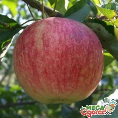 Описание популярного сорта яблони слава победителям