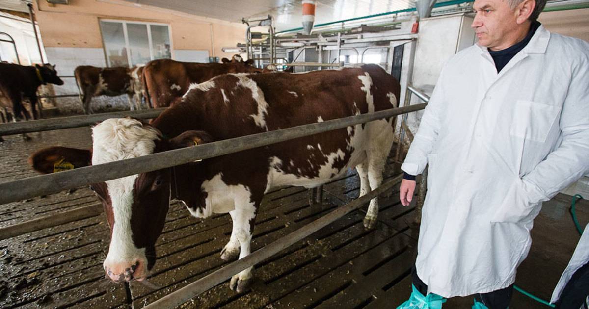 Болезни копыт у коров: описание симптомов, причин, лечения, профилактики