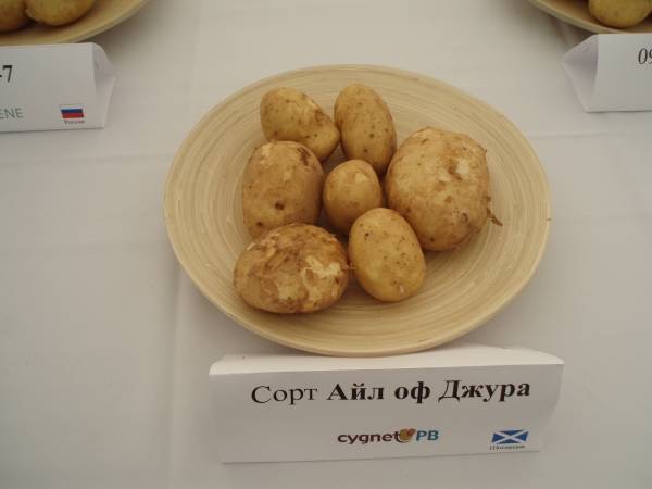 Сорт картофеля джура (айл оф джура, isleofjura): отзывы, характеристика, агротехника выращивания