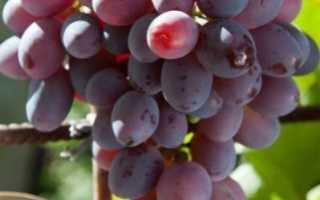 Виноград «низина2» описание сорта с фото и видео