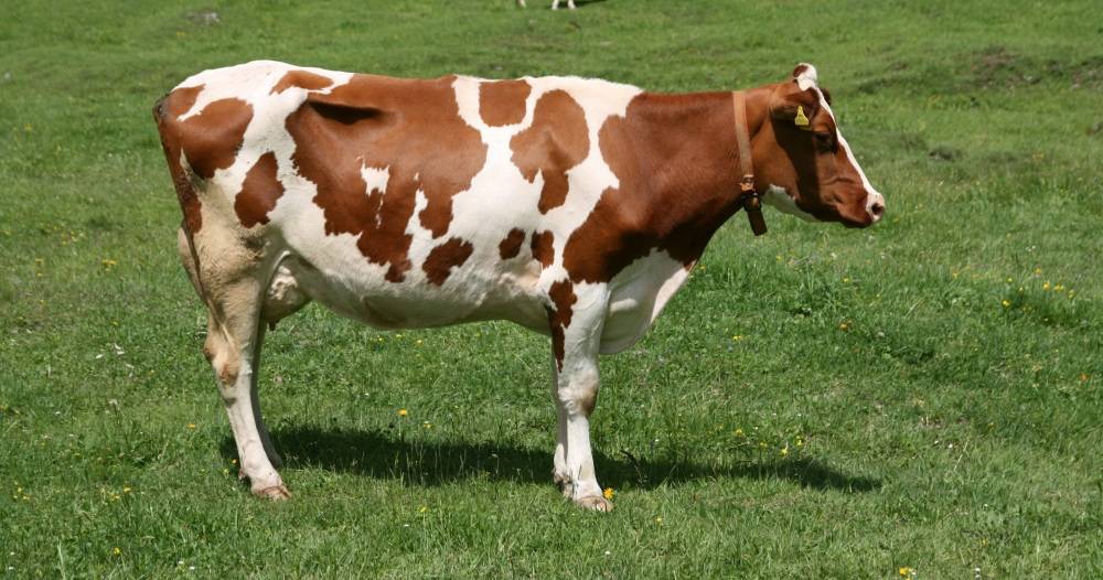 Симментальская порода коров: описание породы, уход и содержание