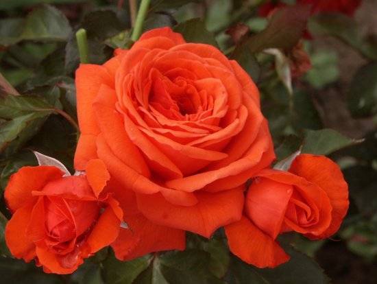 Характеристика и выращивание сорта роз «салита»