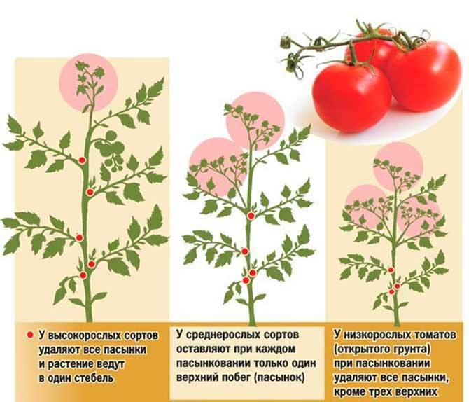 Правильно пасынкование помидоров в теплице пошагово: схема, описание, фото, видео и формирование куста
