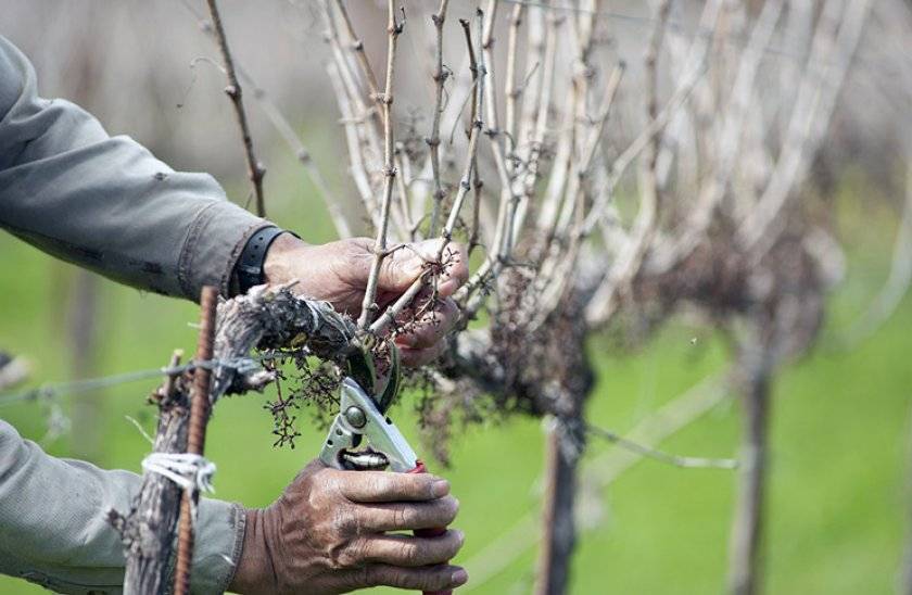 Укрытие годовалого винограда на зиму