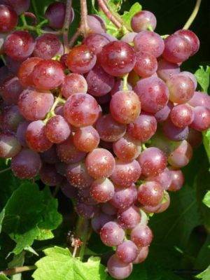 Легкий в выращивании и превосходный на вкус — виноград сорта русский ранний
