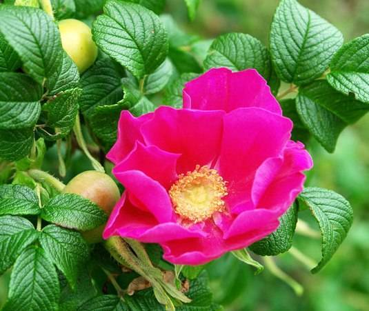 По каким 5 признакам можно отличить розу от шиповника