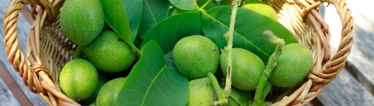 Лечебные свойства листьев грецкого ореха