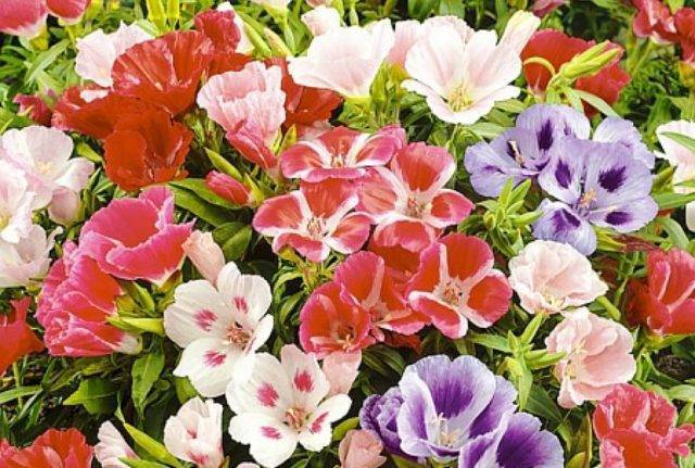 Роскошный цветок с крупными бутонами и яркими красками годеция: выращивание из семян, когда сажать рассаду и как ухаживать за растением