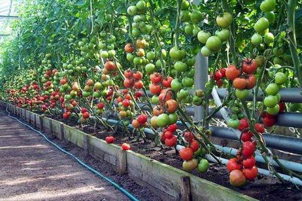 Описание лучших сортов помидор в 2019 году для посадки