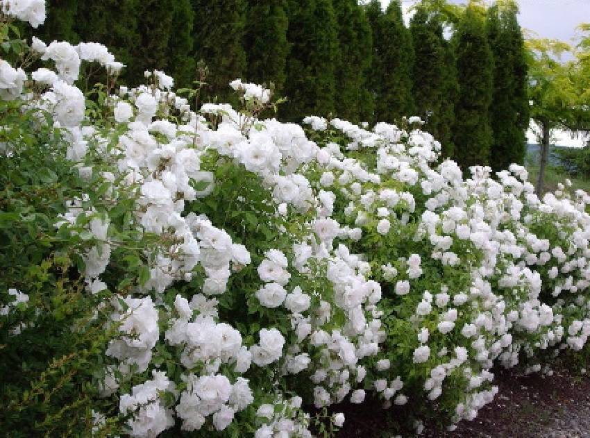Белые плетистые розы: сорта и их выращивание
