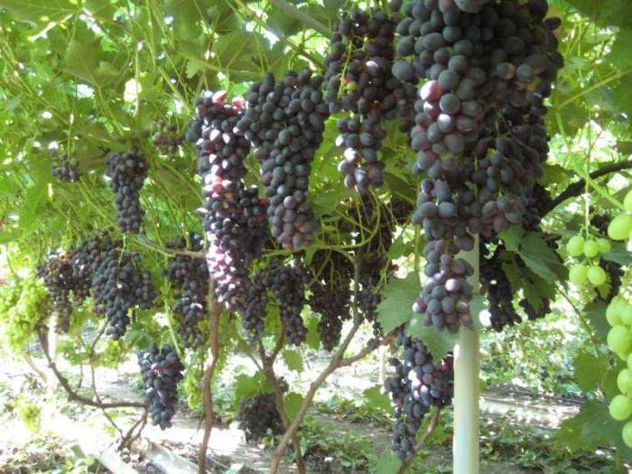 Виноград пестрый: описание сорта, фото, отзывы