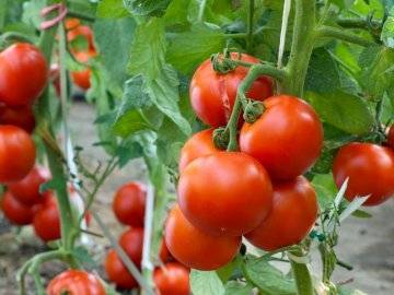 Сорта высокорослых томатов