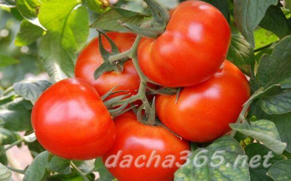 Описание и характеристика помидор благовест – выращивания сорта в открытом грунте и теплице