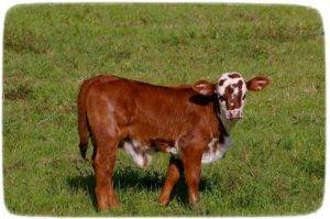 Клички коров и коз (список по алфавиту)