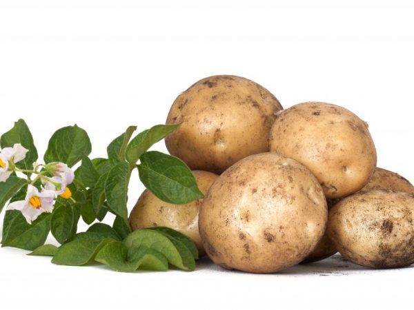 Особенности выращивания картофеля сорта инара