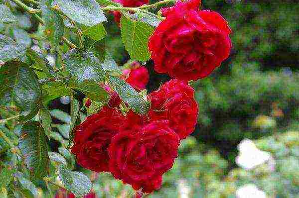Explorer — красная чайно-гибридная роза классической формы из нидерландов