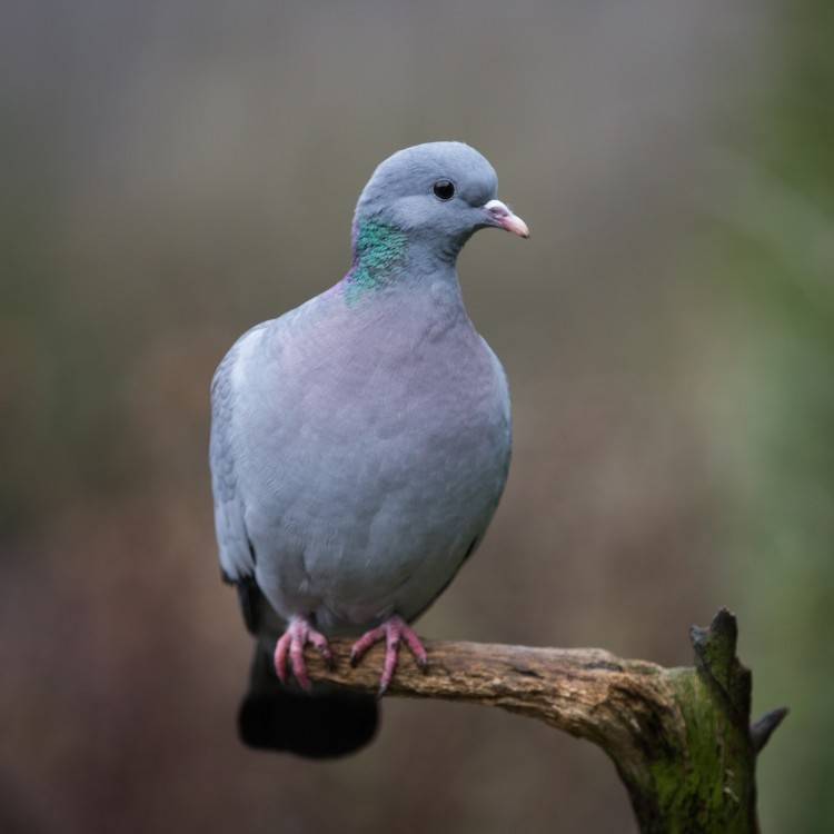Вертячка (болезнь ньюкасла) у голубей: симптомы и лечение, опасна ли для человека